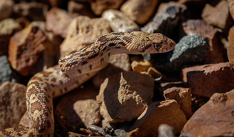 Second Bullsnake Capture Original image:https://www.jungledragon.com/image/69730/juvenile_bullsnake.html Bullsnake,Fall,Geotagged,Pituophis catenifer sayi,United States