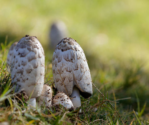 Lawyers Wig The Shaggy Mane, also occasionally known as the Lawyers Wig, is a distinctive and easy to recognize mushroom. It's size, shape, and tendency to grow in tight groups make it easy to spot even from considerable distance. Shaggy Mane (Coprinus comatus) has an elongated bullet shaped, shaggy cap, with brownish upturned scales and a straight fairly smooth stem. Coprinus comatus,Fall,Geotagged,Shaggy ink cap,United States