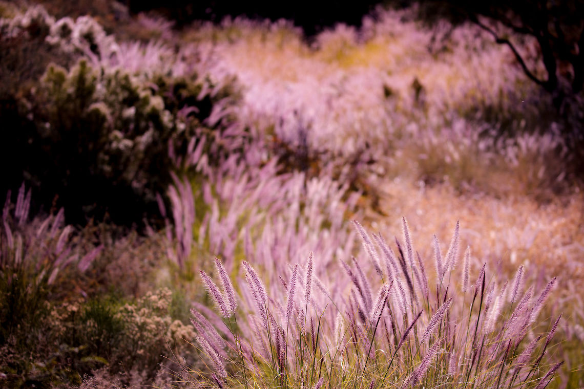 Crimson Cool nights in the desert are producing some brilliant colors during the day. This patch was spotted in a deep natural ravine which has aided in keeping life hydrated. Fall,Geotagged,Pennisetum setaceum,United States