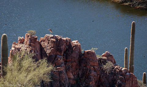 Rare lake in the Desert There are not many lakes in the state of Arizona. This particular one (Canyon Lake) was full of water (another rarity) and full of life. Ardea herodias,Fall,Geotagged,Great blue heron,United States