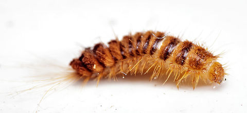 Pretty sure this is a carpenter beetle larvae ***Update*** Maybe Trogoderma granarium here is the description given and warning website to report any sightings:

http://entnemdept.ufl.edu/creatures/urban/beetles/khapra_beetle.htm


Okay, a month or so ago I found a struggling tarantula. He was so dehydrated and malnourished that I put him in captivity to see if I could help him stay alive. It did not look like an older spider so I thought maybe it was just having a rough time eating. I have raised a tarantula several years ago and had a pretty good idea as to what to try. Well the spider died that evening but I kept his body anyway. Today I decided to clean up his tomb and noticed a small hole around his abdominal area. Well curiosity got the better of me so I opened it up and this is what I found. Alive and well. I first thought maybe it was a larva stag of a tarantula hawk. They are a parasitic egg layer which eventually does kill the host by eating its heart and other organs. The problem with this theory is that is only take 2-3 weeks for full mutation into a wasp so this can not be the case. My other thought is that something completely different was just feeding on it post death. If this is the case I still don't know what it is. By imaging I found on-line it certainly is not a tarantula hawk larva. Fall,Geotagged,United States