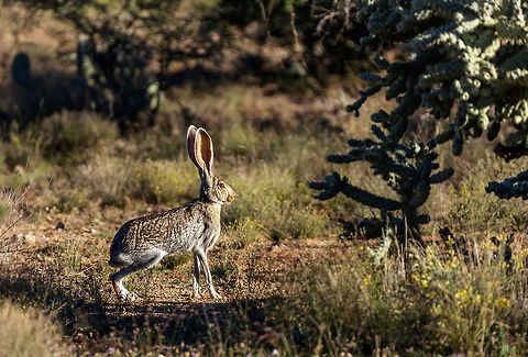 Jackrabbit Desert BIG These are as big as a large dog. Here is a link to more info on this rabbit. Over the past 7 years I have encountered fewer and fewer of these within a couple miles of my home. Some new home construction is to blame although not to the degree that you would think. They are an amazingly graceful sprinter and very fun to watch running through a cactus filled landscape. Antelope jackrabbit,Fall,Geotagged,Lepus alleni,United States