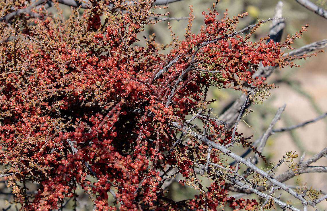 Desert Mistletoe According to the Arizona-Sonora Desert Museum: &ldquo;Mistletoe berries are the main winter food of the Phainopepla (Silky Flycatcher). The seeds are extremely sticky and are deposited on other host plants when birds wipe their bills on branches or deposit droppings. A heavy infestation of mistletoe can damage or kill the host plant, but this is uncommon. This species [Phoradendron californicum] occurs in the desert from southern Nevada and California south to central Baja California and southern Sonora. The main host is mesquite; it is also found on other woody legumes and occasionally on Condalia and creosote bush.&rdquo;<br />
<br />
The Seri Indians and Tohono O&rsquo;odham ate the berries raw. The River Pima boiled and mashed the berries into a pudding. These native people ate only the fruits of mistletoes growing on mesquite, ironwood, and catclaw acacia. They considered the fruit from desert mistletoe growing on palo verdes and desert buckthorn inedible.<br />
<br />
The Seri made a medicinal tea from the stems. However, these stems contain phoratoxins which can easily lead to death via slowed heart rate, increased blood pressure, convulsions, or cardiac arrest. Some of these compounds can cause hallucinations, but there is no way to judge dosage.<br />
<br />
Other species of mistletoe, especially those with white berries are poisonous, but they, too, are sometimes processed into medicine, see <a href="http://nccam.nih.gov/health/mistletoe" rel="nofollow">http://nccam.nih.gov/health/mistletoe</a>.<br />
<br />
Desert mistletoe is parasitic and over many years may kill its host. Once it gets in a tree it is nearly impossible to eradicate because its tendrils are deep within the tree. You can, however, slow down its deleterious effects by knocking down the stems every year.<br />
<br />
Berries up close: <figure class="photo"><a href="https://www.jungledragon.com/image/70268/desert_mistletoe_berries.html" title="Desert Mistletoe Berries"><img src="https://s3.amazonaws.com/media.jungledragon.com/images/2428/70268_thumb.jpg?AWSAccessKeyId=05GMT0V3GWVNE7GGM1R2&Expires=1763596810&Signature=0jeUa%2FdpMI1feeKtwxKqTFbr2dk%3D" width="200" height="186" alt="Desert Mistletoe Berries A second shot of the mistletoe berries for better ID and viewing.<br />
<br />
Original post: https://www.jungledragon.com/image/70267/desert_mistletoe.html<br />
 Desert mistletoe,Fall,Geotagged,Phoradendron californicum,United States" /></a></figure><br />
 Fall,Geotagged,Phoradendron californicum,United States