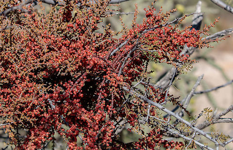 Desert Mistletoe According to the Arizona-Sonora Desert Museum: “Mistletoe berries are the main winter food of the Phainopepla (Silky Flycatcher). The seeds are extremely sticky and are deposited on other host plants when birds wipe their bills on branches or deposit droppings. A heavy infestation of mistletoe can damage or kill the host plant, but this is uncommon. This species [Phoradendron californicum] occurs in the desert from southern Nevada and California south to central Baja California and southern Sonora. The main host is mesquite; it is also found on other woody legumes and occasionally on Condalia and creosote bush.”

The Seri Indians and Tohono O’odham ate the berries raw. The River Pima boiled and mashed the berries into a pudding. These native people ate only the fruits of mistletoes growing on mesquite, ironwood, and catclaw acacia. They considered the fruit from desert mistletoe growing on palo verdes and desert buckthorn inedible.

The Seri made a medicinal tea from the stems. However, these stems contain phoratoxins which can easily lead to death via slowed heart rate, increased blood pressure, convulsions, or cardiac arrest. Some of these compounds can cause hallucinations, but there is no way to judge dosage.

Other species of mistletoe, especially those with white berries are poisonous, but they, too, are sometimes processed into medicine, see http://nccam.nih.gov/health/mistletoe.

Desert mistletoe is parasitic and over many years may kill its host. Once it gets in a tree it is nearly impossible to eradicate because its tendrils are deep within the tree. You can, however, slow down its deleterious effects by knocking down the stems every year.

Berries up close: https://www.jungledragon.com/image/70268/desert_mistletoe_berries.html
 Fall,Geotagged,Phoradendron californicum,United States