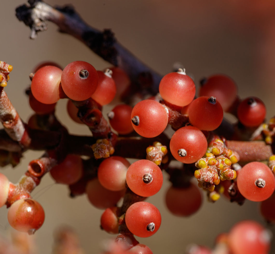 Desert Mistletoe Berries A second shot of the mistletoe berries for better ID and viewing.<br />
<br />
Original post: <figure class="photo"><a href="https://www.jungledragon.com/image/70267/desert_mistletoe.html" title="Desert Mistletoe"><img src="https://s3.amazonaws.com/media.jungledragon.com/images/2428/70267_thumb.jpg?AWSAccessKeyId=05GMT0V3GWVNE7GGM1R2&Expires=1769040010&Signature=39gBMJ1ZaU3klHR0lIjU9Whg2oc%3D" width="200" height="130" alt="Desert Mistletoe According to the Arizona-Sonora Desert Museum: &ldquo;Mistletoe berries are the main winter food of the Phainopepla (Silky Flycatcher). The seeds are extremely sticky and are deposited on other host plants when birds wipe their bills on branches or deposit droppings. A heavy infestation of mistletoe can damage or kill the host plant, but this is uncommon. This species [Phoradendron californicum] occurs in the desert from southern Nevada and California south to central Baja California and southern Sonora. The main host is mesquite; it is also found on other woody legumes and occasionally on Condalia and creosote bush.&rdquo;<br />
<br />
The Seri Indians and Tohono O&rsquo;odham ate the berries raw. The River Pima boiled and mashed the berries into a pudding. These native people ate only the fruits of mistletoes growing on mesquite, ironwood, and catclaw acacia. They considered the fruit from desert mistletoe growing on palo verdes and desert buckthorn inedible.<br />
<br />
The Seri made a medicinal tea from the stems. However, these stems contain phoratoxins which can easily lead to death via slowed heart rate, increased blood pressure, convulsions, or cardiac arrest. Some of these compounds can cause hallucinations, but there is no way to judge dosage.<br />
<br />
Other species of mistletoe, especially those with white berries are poisonous, but they, too, are sometimes processed into medicine, see http://nccam.nih.gov/health/mistletoe.<br />
<br />
Desert mistletoe is parasitic and over many years may kill its host. Once it gets in a tree it is nearly impossible to eradicate because its tendrils are deep within the tree. You can, however, slow down its deleterious effects by knocking down the stems every year.<br />
<br />
Berries up close: https://www.jungledragon.com/image/70268/desert_mistletoe_berries.html<br />
 Fall,Geotagged,Phoradendron californicum,United States" /></a></figure><br />
 Desert mistletoe,Fall,Geotagged,Phoradendron californicum,United States