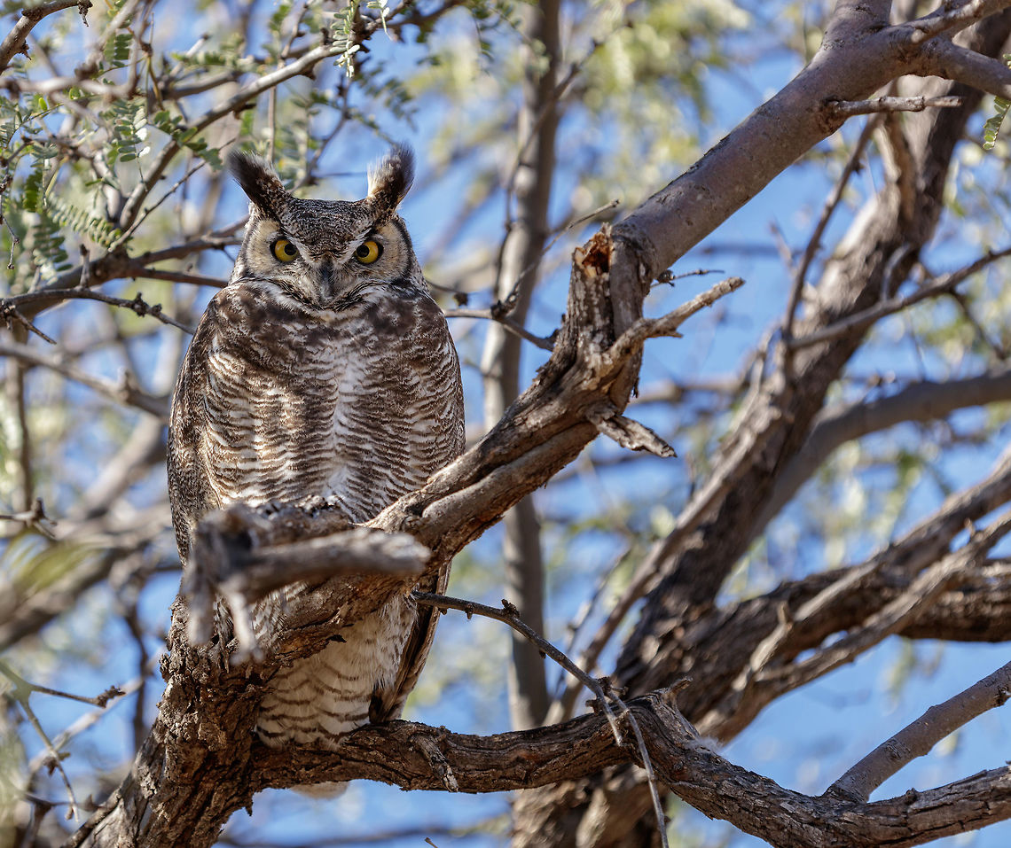 I See You! I was hunting for macro shots in the middle of the desert when I looked up to see which way the sun was shinning and met this guy face to face. Fortunately, I had my 180mm macro lens on my camera and was able to take the shot. Bubo virginianus,Fall,Geotagged,Great Horned Owl,United States
