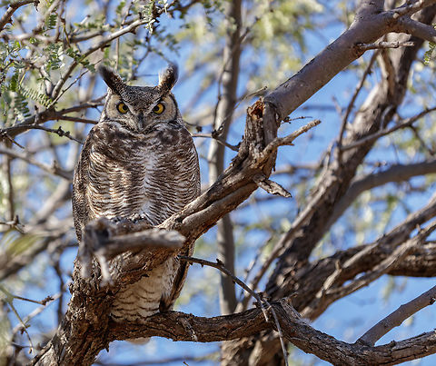 I See You! I was hunting for macro shots in the middle of the desert when I looked up to see which way the sun was shinning and met this guy face to face. Fortunately, I had my 180mm macro lens on my camera and was able to take the shot. Bubo virginianus,Fall,Geotagged,Great Horned Owl,United States