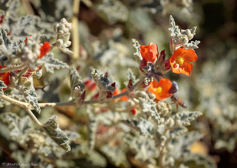Wildflower in December Native to the warm, dry regions of the U.S. and Mexico, this shrubby drought tolerant perennial features showy coral-colored flowers in loose clusters and soft, fuzzy gray-green foliage. Often blooms year-round in mild winter climates. Adored by hummingbirds. Fall,Geotagged,Sphaeralcea ambigua,United States