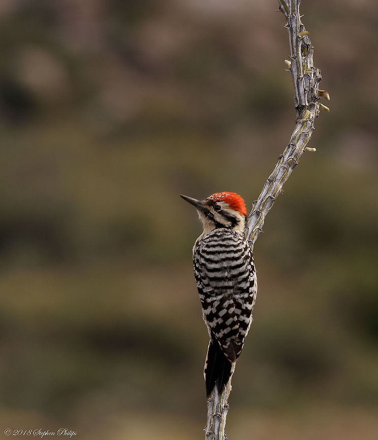 Ladder-Backed Woodpecker The ladder-backed woodpecker is a small woodpecker about 16.5 to 19 cm (6&frac12; to 7&frac12; inches) in length. It is primarily colored black and white, with a barred pattern on its back and wings resembling the rungs of a ladder. Its rump is speckled with black, as are its cream-colored underparts on the breast and flanks. Southern populations have duskier buff breasts and distinctly smaller bills. Adult males have a red crown patch that is smaller in immatures and lacking in adult females. Dryobates scalaris,Fall,Geotagged,Ladder-backed woodpecker,United States