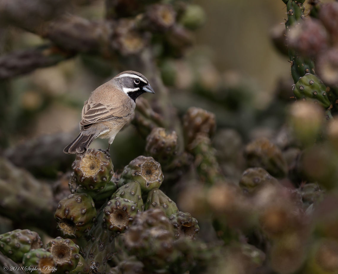 Black-Throated This is my first known sighting of this guy. Love the head pattern. Very small and very fast moving even through the desert cactus. Amphispiza bilineata,Black-throated Sparrow,Fall,Geotagged,United States