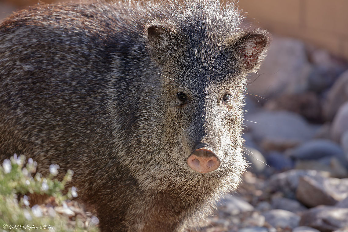 Javelina As the winter sets into the mountain around Arizona the javelina (peccary) start to come down into he valley to forage on roots and acorns. They can be a bit aggressive and have glands that secrete a very fowl odor like sulfur and eggs. Collared peccary,Geotagged,Pecari tajacu,United States,Winter,tajacu