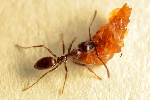 Argentine ant