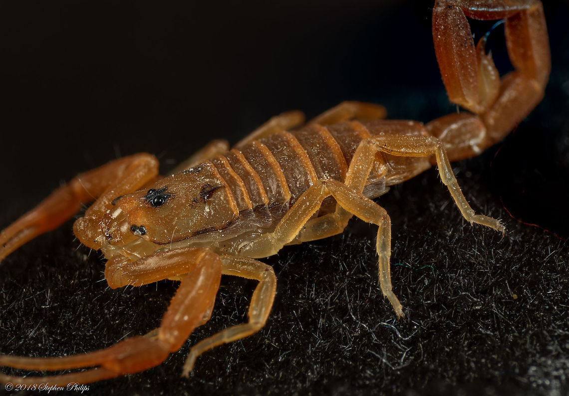 Bark Scorpion This very small scorpion has the most powerful venom of all scorpions in the USA. This little guy was sitting next to my wife&#039;s slippers on New Years Day! laid still enough for me to capture and stack-focus 8 shots to get this sharp image. Arizona bark scorpion,Centruroides sculpturatus,Geotagged,United States,Winter