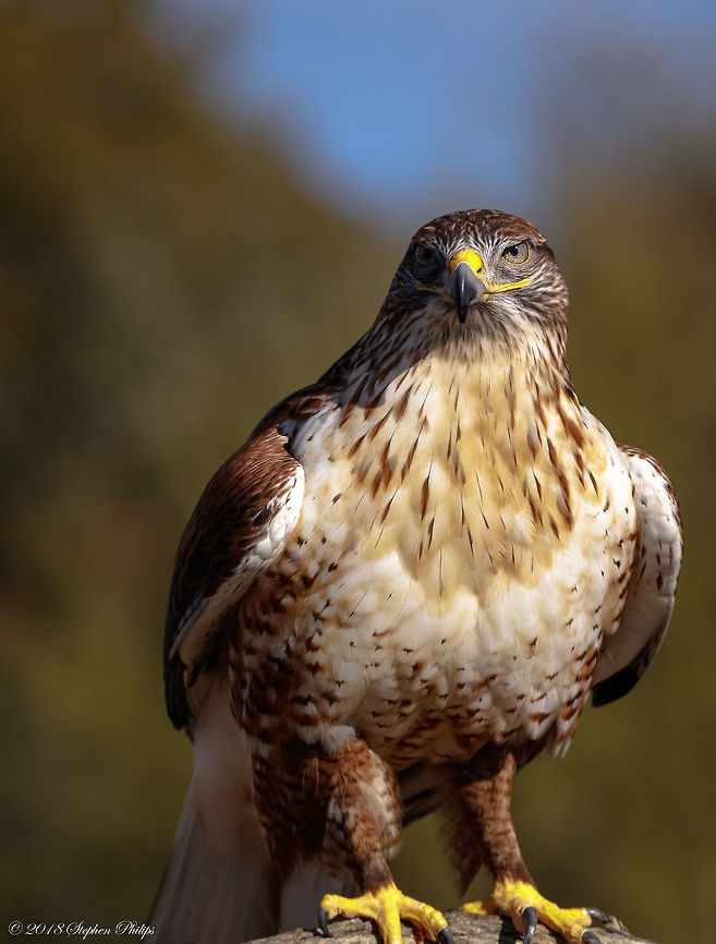 Ferruginous Hawk An amazingly beautiful hawk in the Arizona desert. Buteo regalis,Ferruginous Hawk,Geotagged,United States,Winter