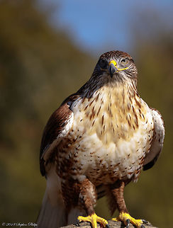 Ferruginous Hawk An amazingly beautiful hawk in the Arizona desert. Buteo regalis,Ferruginous Hawk,Geotagged,United States,Winter