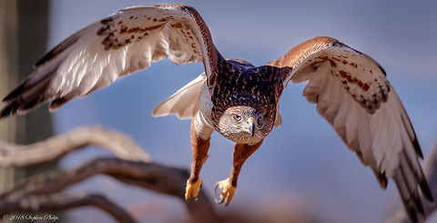 Buteo in Flight A swooping hawk cutting through the desert landscape through a stand of ocotillo Buteo regalis,Ferruginous Hawk,Geotagged,United States,Winter