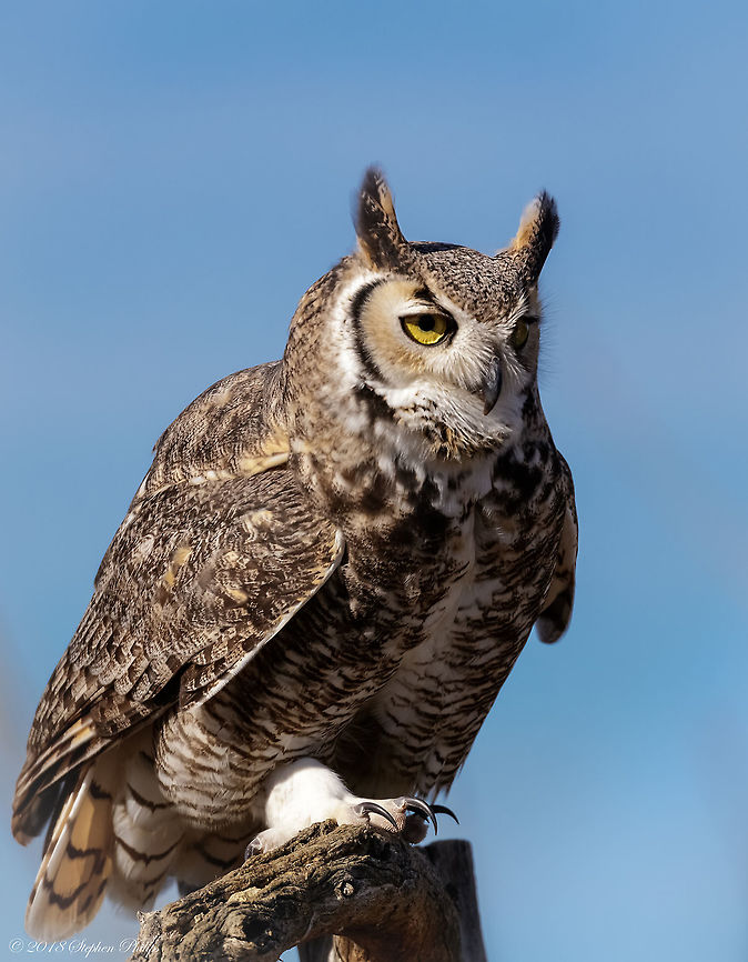 Another Great Horned Owl Couldn&#039;t resist uploading this beautiful pose Bubo virginianus,Geotagged,Great Horned Owl,United States,Winter
