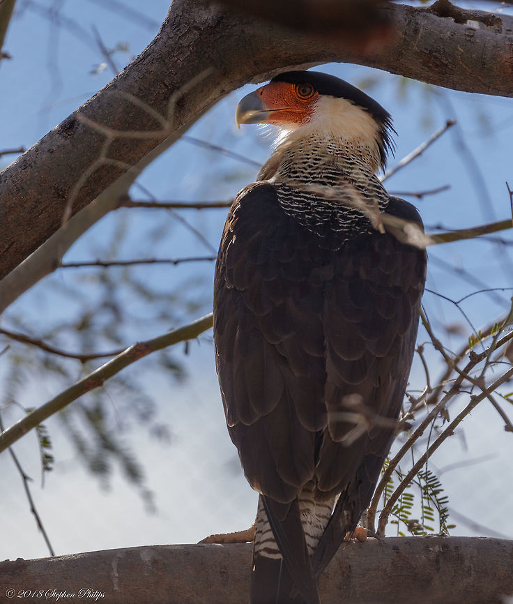 Northern Crested Unfortunately this guy was at a great distance and hidden in a tree. I could not get closer due to obstacles. First sighting for me. Caracara cheriway,Geotagged,Northern Caracara,United States,Winter