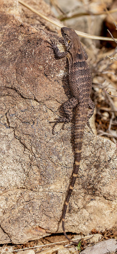 Juvenile Chuckwalla  Common Chuckwalla,Geotagged,Sauromalus ater,United States,Winter