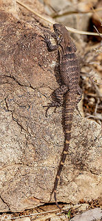 Juvenile Chuckwalla  Common Chuckwalla,Geotagged,Sauromalus ater,United States,Winter