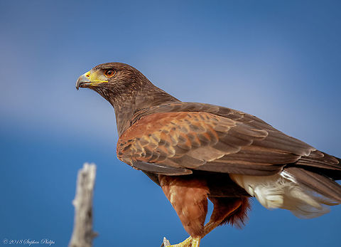 Harris Hawk  Geotagged,Harriss hawk,Parabuteo unicinctus,United States,Winter