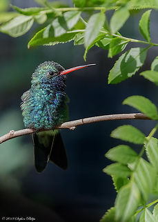 Broad-Billed  Broad-billed hummingbird,Cynanthus latirostris,Geotagged,United States,Winter