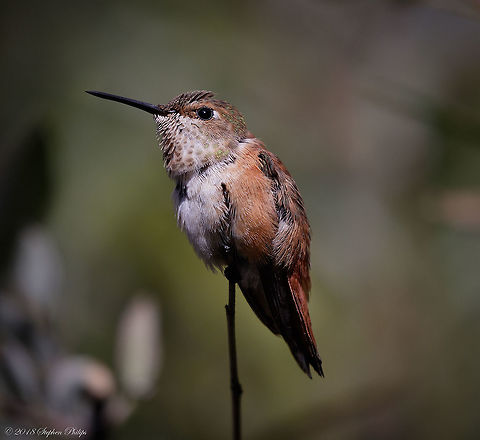 Female Rufus Not 100% on this ID. In Arizona we get a lot of migrating hummingbirds. Geotagged,Rufous Hummingbird,Rufous hummingbird,Selasphorus rufus,United States,Winter,rufus