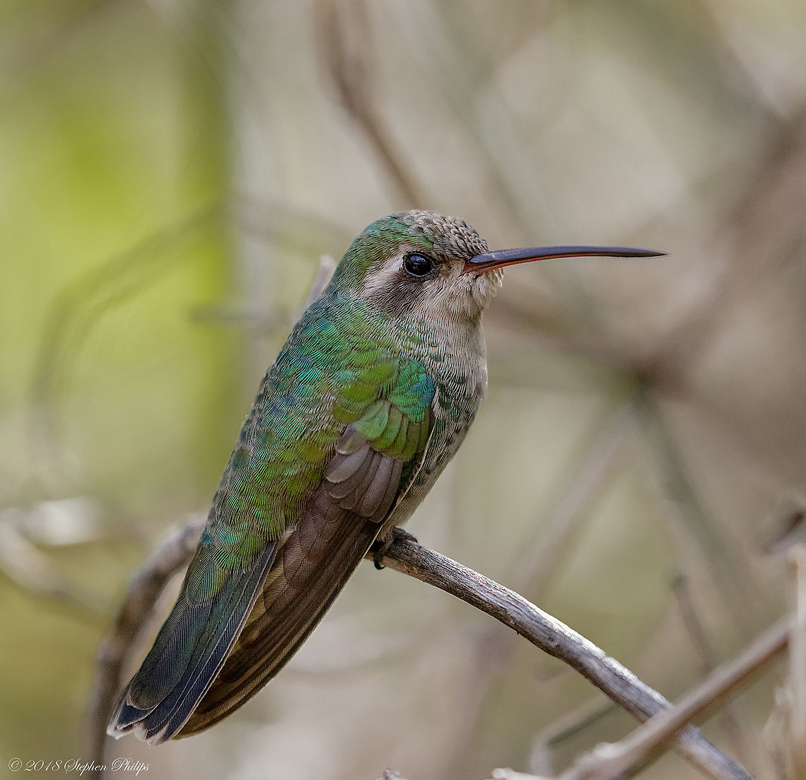 Female Broad-tailed  Broad-tailed hummingbird,Selasphorus platycercus