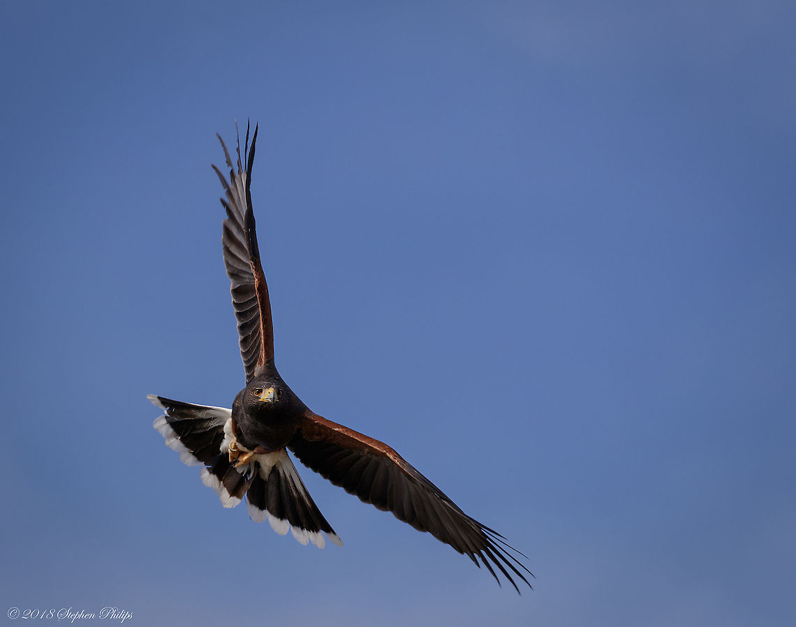 Redo on Buteo regalis in flight I wasn&#039;t as happy with the previous version. Buteo regalis,Ferruginous Hawk,Geotagged,United States,Winter