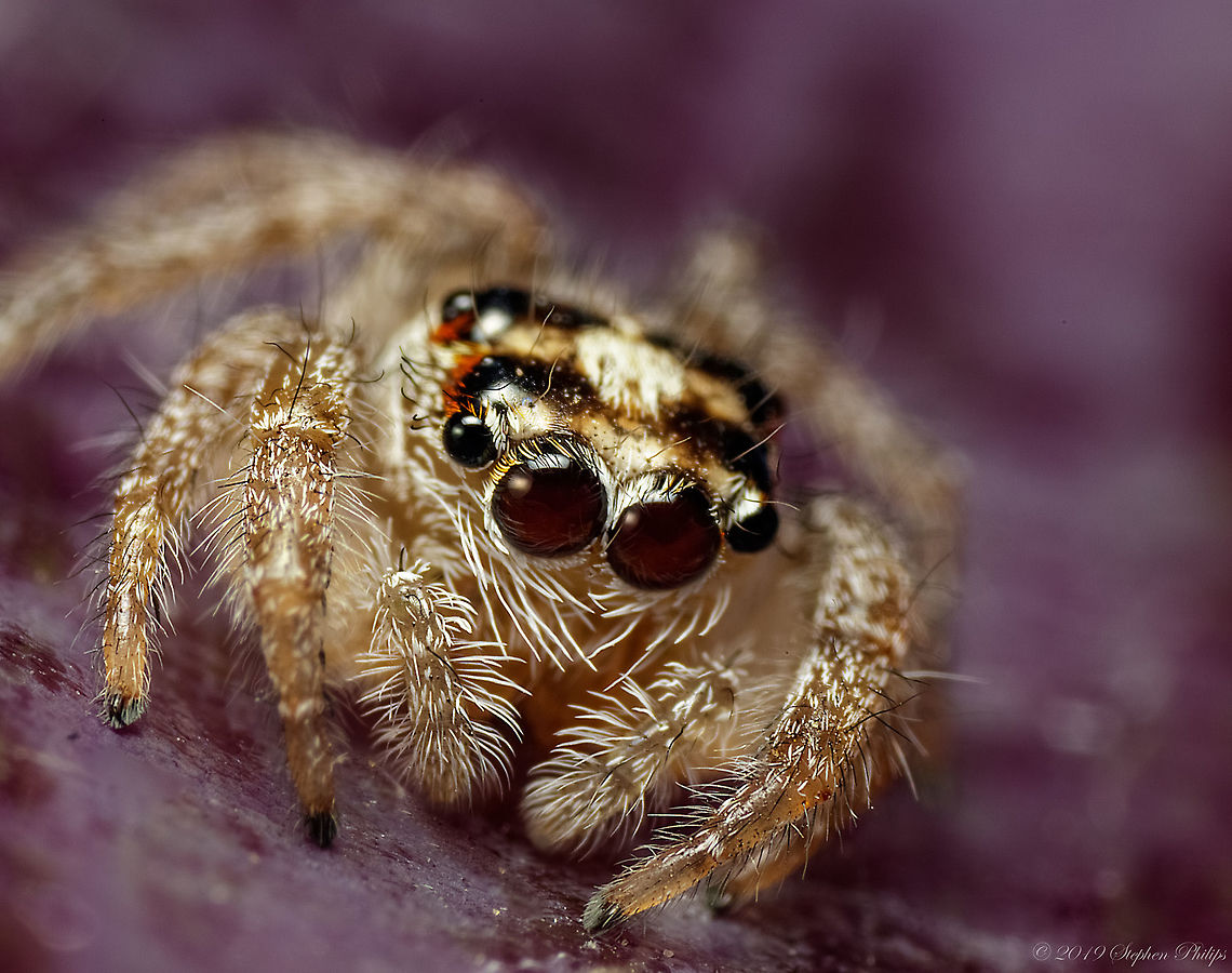 First of 2019 First sighting of a jumping spider for 2019. Maybe a great year if they are out this early. Cosmophasis micarioides,Geotagged,United States,Winter