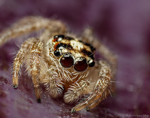 First of 2019 First sighting of a jumping spider for 2019. Maybe a great year if they are out this early. Cosmophasis micarioides,Geotagged,United States,Winter