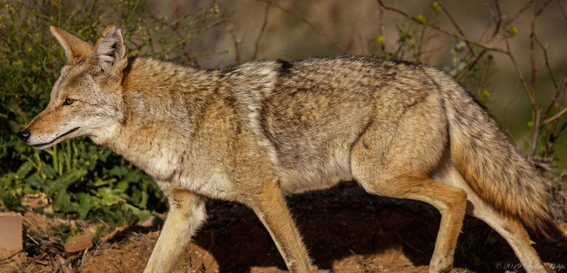 Wild coyote Arizona This was one of 6 coyotes coming together for the daily evening hunt. Still in its wintery coat (although in the desert it isn&#039;t a heavy one). The pack was very healthy and appeared to have been eating well over the winter months. Canis latrans,Coyote,Geotagged,United States,Winter
