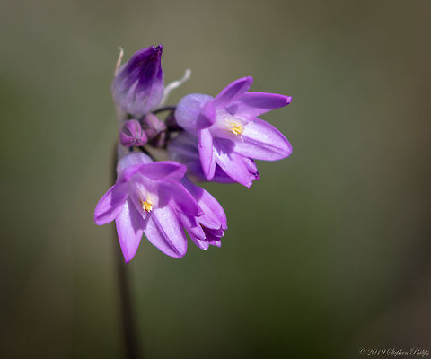 Bluedicks Dichelostemma capitatum, called bluedicks, purplehead and brodiaea occur in Arizona, California, Oregon, Utah, New Mexico, and northwest Mexico. Dichelostemma capitatum,Geotagged,United States,Winter