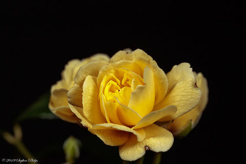 Yellow Lady Banks Imported from China these are being introduced as a nice addition to the desert landscape in Arizona.

https://www.jungledragon.com/image/76618/rosa_banksiae-2.html Geotagged,Rosa banksiae,Spring,United States