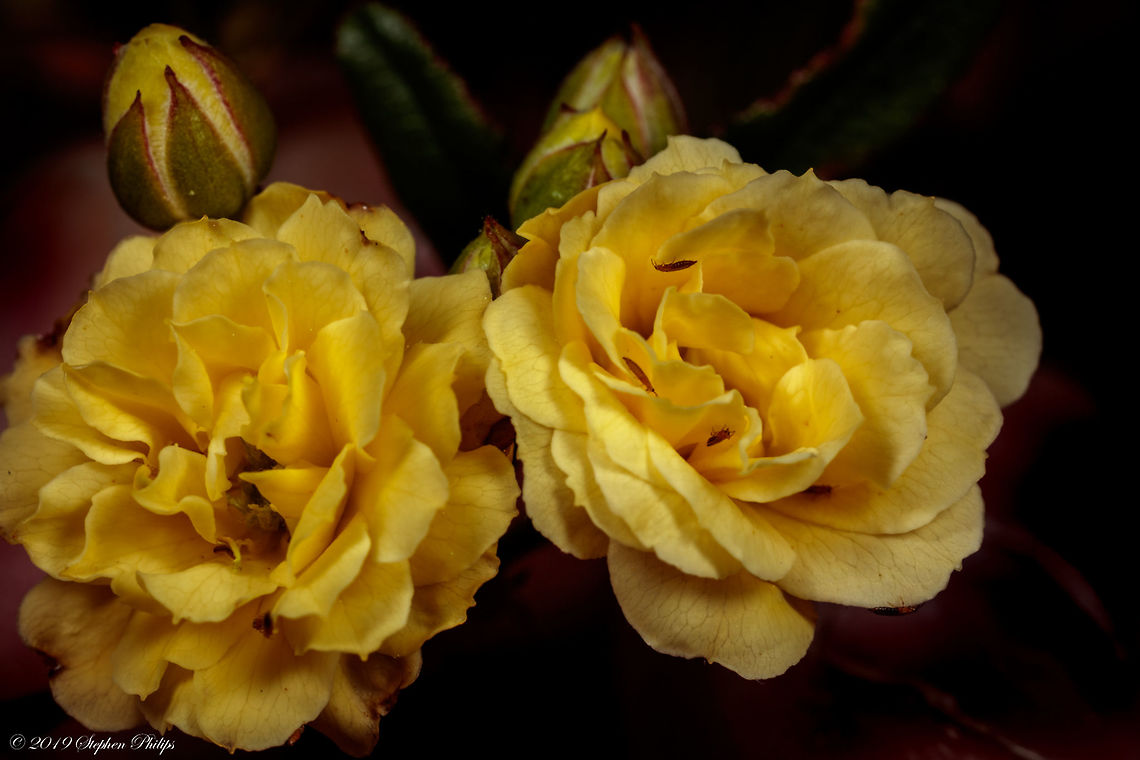 Lady Banks' II Another image of the lady banks. Many insects on these plants right now. We have had an exceptionally wet winter/fall and the insects are beginning to explode. I hope we have a continued great season for capturing a fast array of insects. Geotagged,Rosa banksiae,Spring,United States
