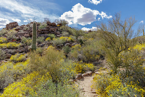 The yellow shrubs The spring bloom this year has been well above normal due to a wetter than normal winter. These deserts are normally two colors, brown and brownish... :-) Encelia farinosa,Geotagged,Spring,United States