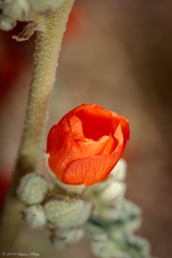 Tucson wildflowers - Sphaeralcea coccinea  Geotagged,Scarlet globemallow,Sphaeralcea coccinea,Sphaeralcea emoryi,Spring,United States