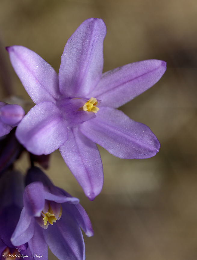 Tucson wildflowers - Dichelostemma capitatum  Dichelostemma capitatum,Geotagged,Spring,United States