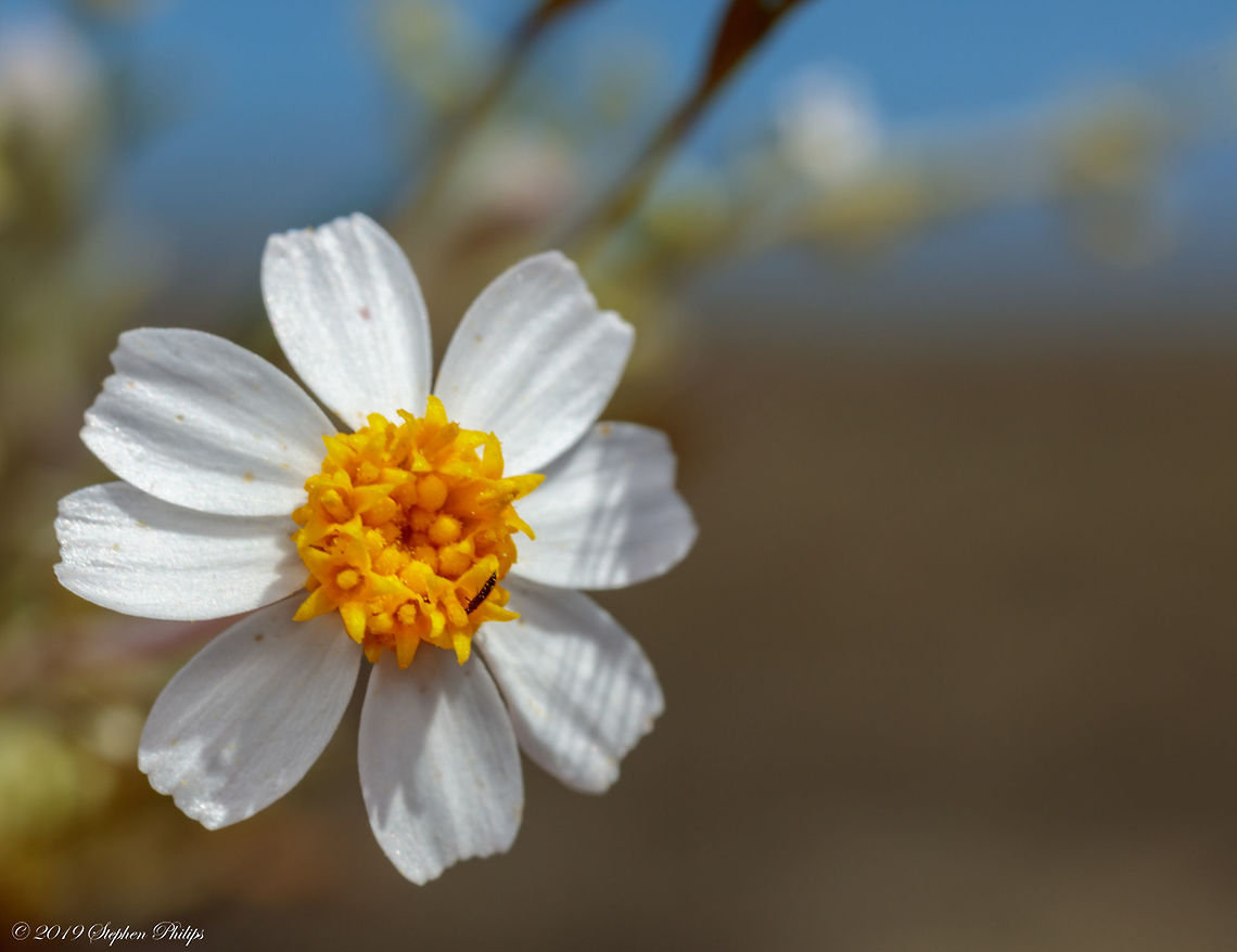 Tucson wildflowers - Melampodium leucanthum  Geotagged,Melampodium leucanthum,Spring,United States