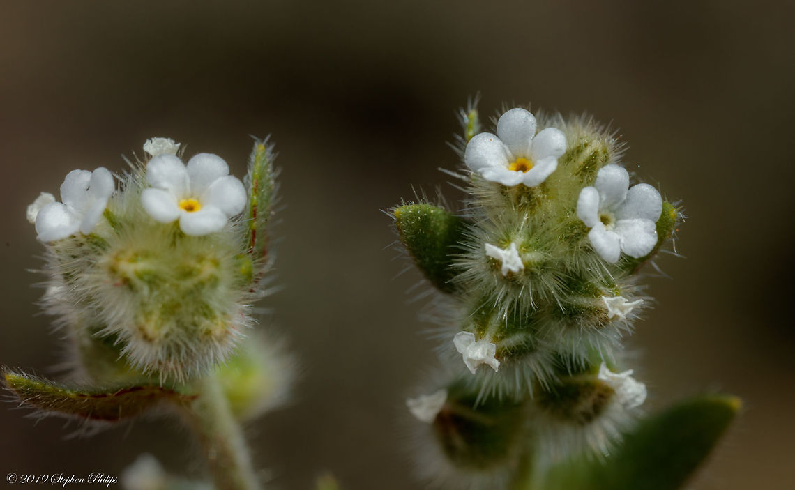 Tucson wildflowers - Plagiobothrys arizonicus  Geotagged,Plagiobothrys arizonicus,Spring,United States