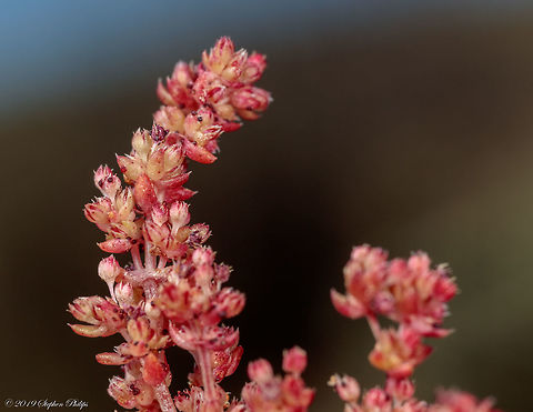 Tucson_wildflowers_3_19-8  Geotagged,Spring,United States