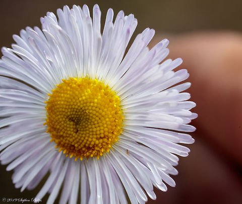 Tucson wildflowers - Erigeron divergens  Erigeron divergens,Geotagged,Spring,United States