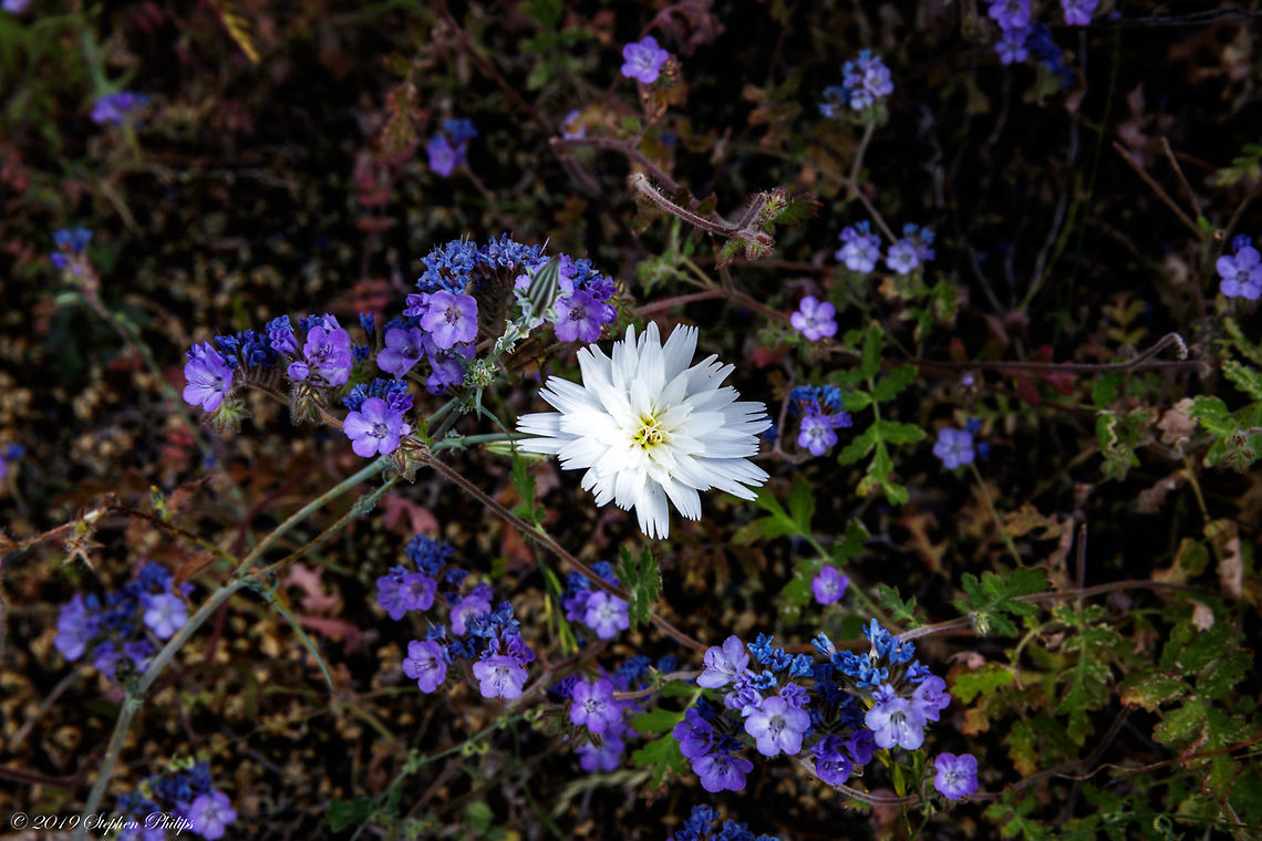 Wildflowers - Calycoseris wrightii  Calycoseris wrightii,Geotagged,Spring,United States,White tackstem