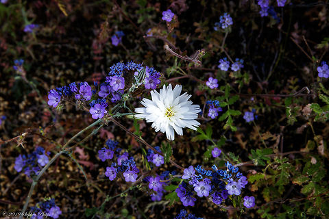 Wildflowers - Calycoseris wrightii  Calycoseris wrightii,Geotagged,Spring,United States,White tackstem