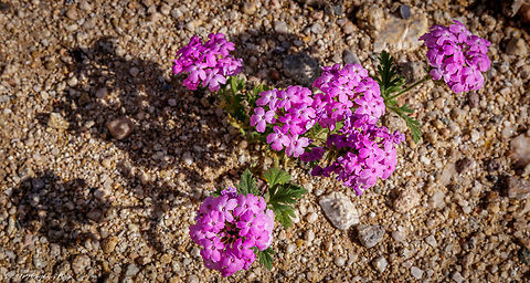 Beautiful bouquet  Abronia umbellata,Geotagged,Glandularia gooddingii,Pink Sand Verbena,Spring,United States