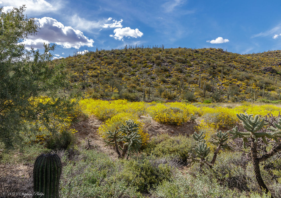 The yellow shrub bloom II  Encelia farinosa,Geotagged,Spring,United States
