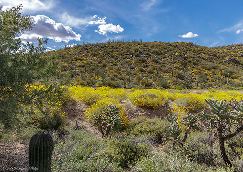 The yellow shrub bloom II  Encelia farinosa,Geotagged,Spring,United States