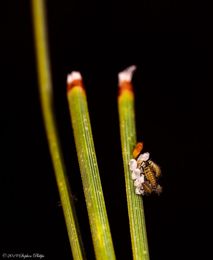 Pine needle infestation These needles were taken from a ponderosa pine tree. I was not able to make out the eggs or larvae with the naked eye. Geotagged,Harlequin Ladybird,Harmonia axyridis,Spring,United States