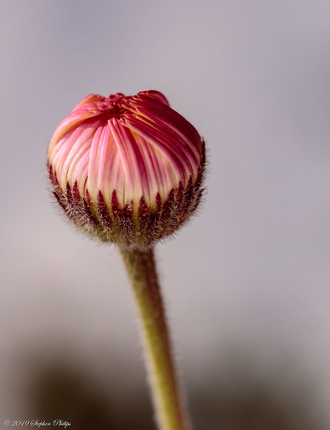 Ready to POP!  Erigeron divergens,Geotagged,Spreading fleabane,Spring,United States