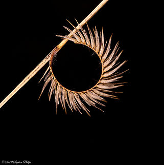 Wild grass seed pod Not sure the species but this grass was at an elevation of approx. 6,500 in April Geotagged,Spring,United States